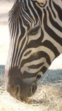 Bir zebra yakın planda kuru ot yer. Afrika savanası, Güney Afrika. Dikey video.