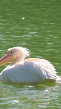 Pembe pelikan, pelikan familyasından bir su kuşu cinsi olan doğu pelikanı olarak da bilinen gölde yüzer. Dikey video.