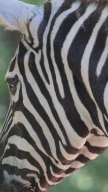 Genç zebra yakın plan, Afrika savanı, Güney Afrika. Vahşi doğadaki hayvanlar. Dikey video.