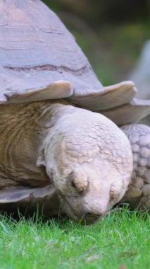 Yeşil çimenlikteki büyük kaplumbağa. Büyük bir kaplumbağa yeşil çimlerle beslenmeye çalışır. Yedekte büyük bir Seyşel kaplumbağası var. Dikey video.