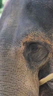 Üzgün bir Afrika filinin yüzüne yakın çekim. Esaret altındaki hayvanlar. Dikey video.
