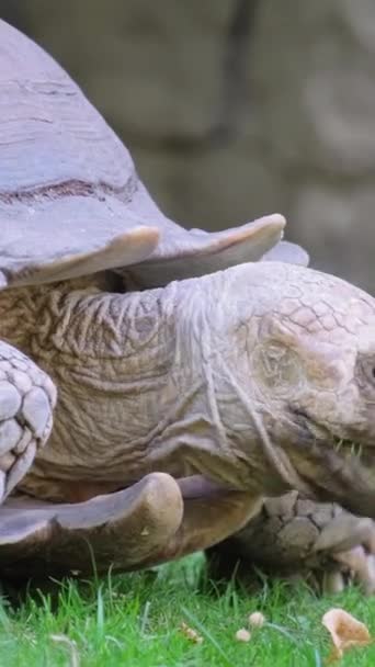 Sköldpaddan Strövar Fritt Naturen Uppmärksam Blick Svarta Ögon Sköldpadda Från — Stockvideo