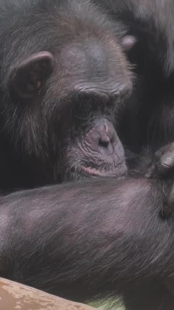 チンパンジーの家族が毛皮を掃除している チンパンジーは主要な祖国の一部である バーティカルビデオ — ストック動画