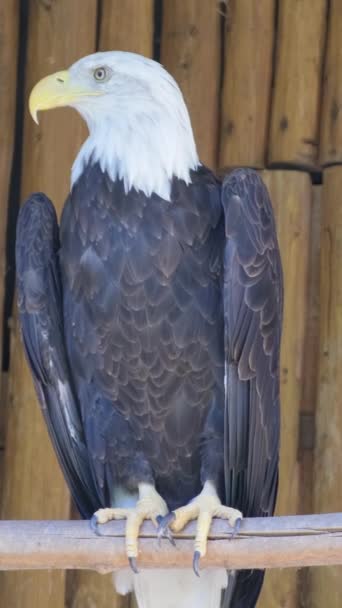 Łysy Orzeł Duży Drapieżny Ptak Rodziny Jastrzębi Który Mieszka Ameryce — Wideo stockowe