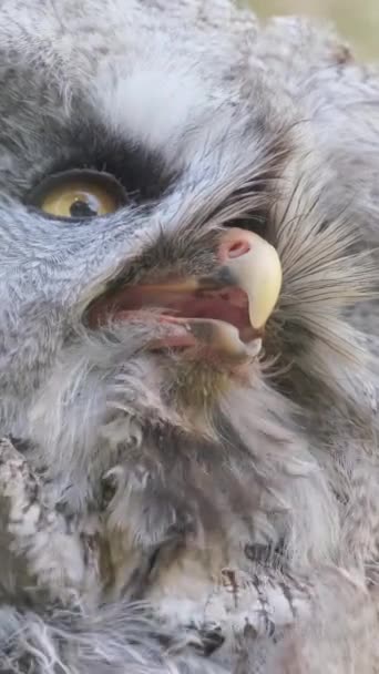 黄色い目が重く呼吸している灰色のフクロウのクローズアップ フクロウファミリーのアシオ属の鳥の種 バーティカルビデオ — ストック動画