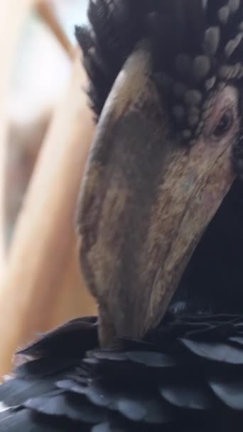 エキゾチックな鳥の一種 トゥカンは木製の鳥の家族です バーティカルビデオ — ストック動画