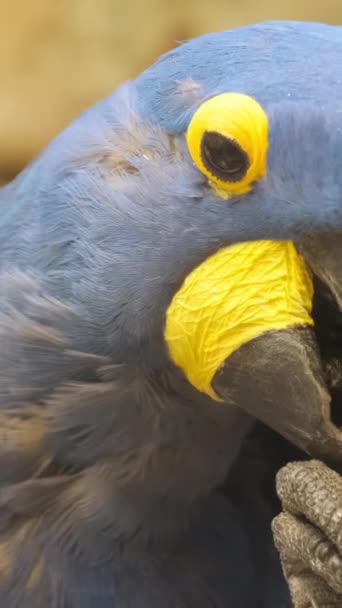 Macaw Hiacynt Ptak Ojczyzny Papugov Jeden Największych Gatunków Papug Papuga — Wideo stockowe