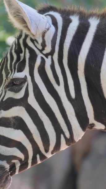 非洲斑马的特写野生动物是一组非分类学的马 垂直录像 — 图库视频影像