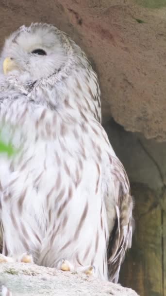 Біла Сова Одна Найбільших Птахів Родини Сови Nyctea Scandiaca Бубон — стокове відео