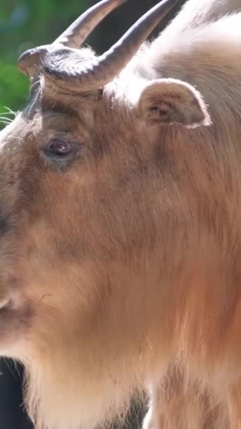 一头长着浓密羊毛的白色水牛吃草 动物园里圈养的动物 垂直录像 — 图库视频影像