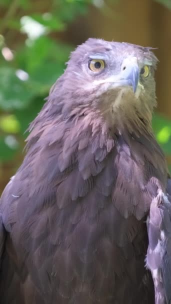 石鷲は タカ族の獲物の鳥の種である バーティカルビデオ — ストック動画