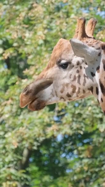 Høj Giraf Spiser Træblade Nærbillede Afrikansk Savanna Sydafrika Lodret Video – Stock-video
