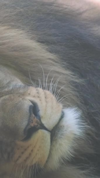 Львы Мирно Спят Солнцем Вертикальное Видео — стоковое видео