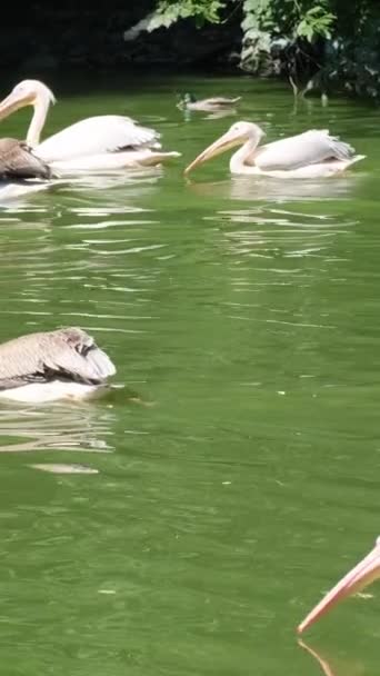一群鹈鹕在一条绿色的河里游泳 鹈鹕是一种水禽 是鹈鹕家族中唯一的水禽 垂直录像 — 图库视频影像