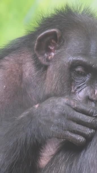 一个成年猴子家庭坐在动物园的围栏里休息 猴子在它们的毛中寻找跳蚤 垂直录像 — 图库视频影像