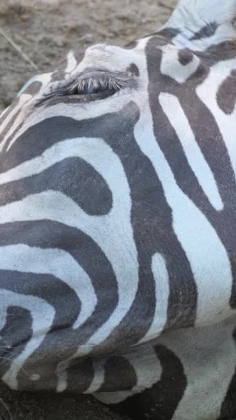 Cebra Africana Duerme Tierra Firme Animal Salvaje Grupo Taxonómico Caballos — Vídeo de stock