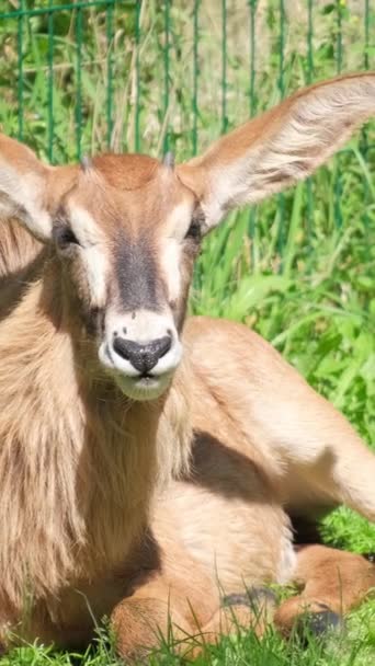 长耳朵的鹿躺在青草上 动物园里的动物垂直录像 — 图库视频影像