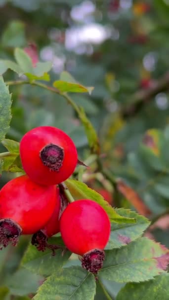 Csipkebogyó Rózsa Család Vadon Termő Növénynemzetsége Különböző Csipkebogyó Egy Rózsa — Stock videók