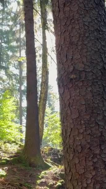 Ранний Утренний Свет Сияющий Сквозь Деревья Лесу Легкие Затапливаемые Еловые — стоковое видео