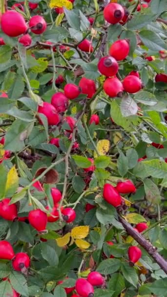 Arbusto Bagas Rosa Mosqueta Maduras Tipo Planta Com Flores Dicotiledôneas — Vídeo de Stock