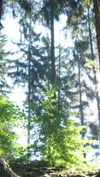 Ялинові Дерева Лісі Під Час Денного Світла Сонячного Світла Сонця — стокове відео