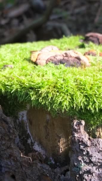 森の真ん中に緑色のモスで覆われた古い木製の茎 美しい森の自然 バーティカルビデオ — ストック動画