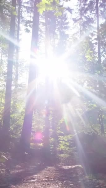 Схід Сонця Густому Красивому Зеленому Лісі Влітку Золоті Промені Сонця — стокове відео