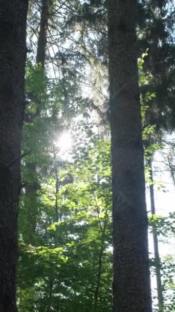 Raios Brilhantes Sol Brilham Através Das Árvores Altas Floresta Manhã — Vídeo de Stock