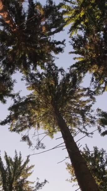 Bela Floresta Verde Árvores Altas Fundo Céu Azul Rotação Câmera — Vídeo de Stock