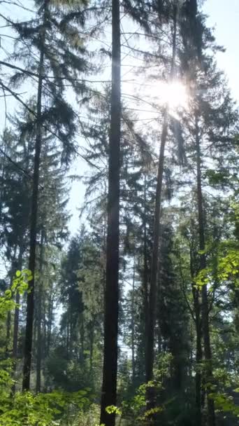 Густий Сосновий Ліс Рухає Камеру Між Деревами Прекрасний Дикий Ліс — стокове відео