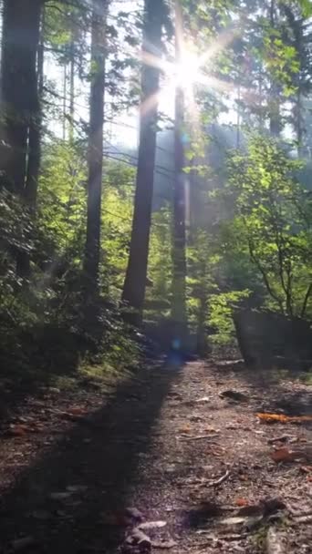 Сонячний Ранок Сосновому Лісі Камера Рухається Вперед Низько Між Деревами — стокове відео