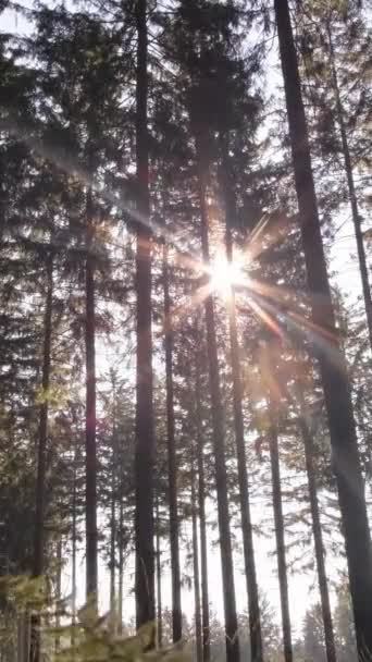 Divoký Borový Les Při Východu Slunce Přesun Kamery Mezi Stromy — Stock video