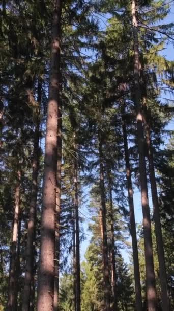 Zielony Las Wysokie Drzewa Kamera Między Drzewami Sosnowym Lesie Pionowe — Wideo stockowe