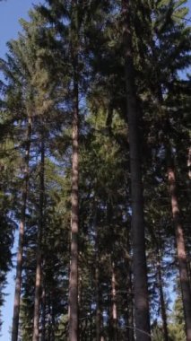 Vahşi çam ormanı, ağaçlar arasında hareket eden kamera. Güzel, sık bir orman. Dikey video.