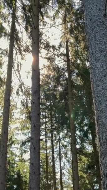 Nascer Sol Atravessando Árvores Floresta Árvores Altas Amanhecer Floresta Coníferas — Vídeo de Stock