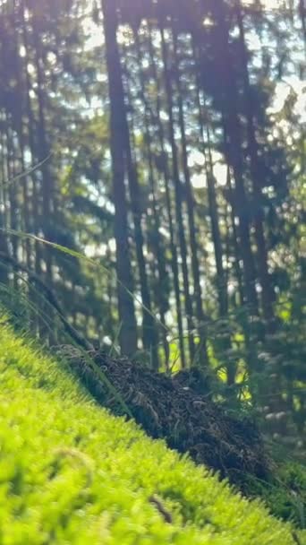 Grön Mossig Sagoskog Med Vackert Ljus Från Solen Som Skiner — Stockvideo