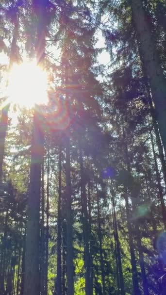 Bela Floresta Nos Raios Sol Nascente Pela Manhã Árvores Poderosas — Vídeo de Stock