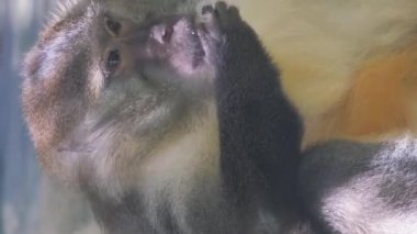 Maymun, Orta Afrika ve Batı Afrika 'da yaşayan primat familyasından bir hominid cinsidir. Dikey video.