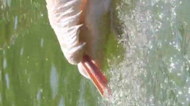 Gölde büyük beyaz bir pelikan, aynı zamanda doğu pelikanı olarak da bilinir, bir su kuşu cinsi, pelikan ailesinden tek kişidir. Dikey video.