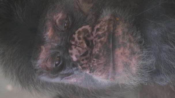 大人のゴリラのサルの顔のクローズアップ バーティカルビデオ — ストック動画