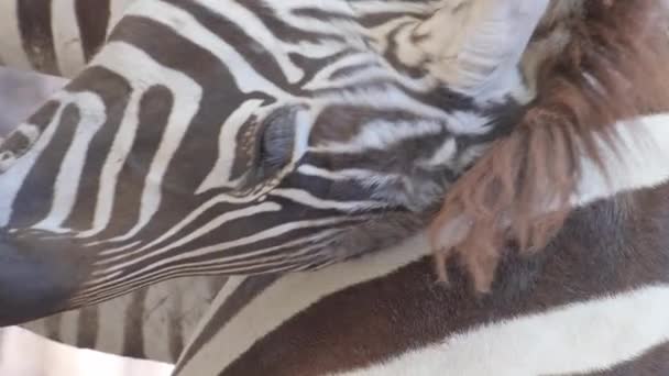 Närbild Baby Zebra Som Står Bredvid Sin Mamma Zebrafamiljen Vertikal — Stockvideo