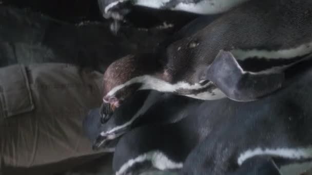 Kleine Blauwe Pinguïns Die Eten Trainer Voedt Vis Aan Pinguïns — Stockvideo