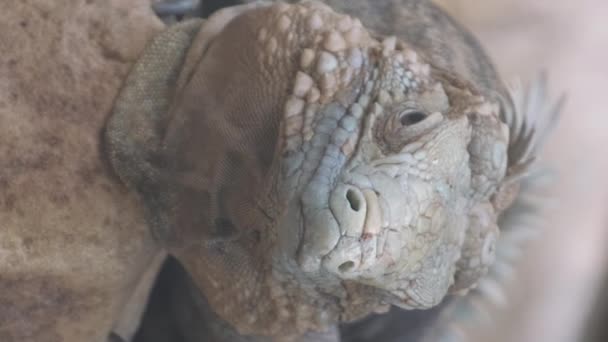 Portrét Obřího Leguána Ležícího Odpočívajícího Jsou Pozůstatky Plazích Dinosaurů Divočině — Stock video