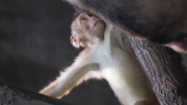 Una Familia Chimpancés Árbol Jugando Género Familia Homínida Primates Vídeo — Vídeos de Stock