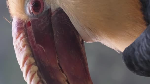 近距离观察 异国情调的角嘴鸟是角嘴鸟科的一种鸟类 Bucerotidae 该属的代表生活在东南亚 垂直录像 — 图库视频影像