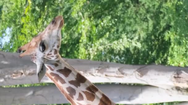 Красивый Жираф Смотрит Камеру Фоне Зеленых Деревьев Дикие Животные Природе — стоковое видео