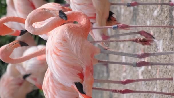 很多粉红的火烈鸟在鸟公园里 漂亮的粉红火烈鸟喜欢它们的羊群 垂直录像 — 图库视频影像