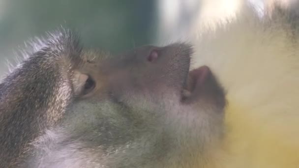 一只猴子的特写 灵长类动物中的一个人形属 圈养的动物 垂直录像 — 图库视频影像