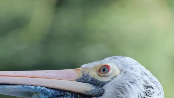 Krásní Bílí Pelikáni Divočině Velký Mořský Pták Západní Austrálii Divoká — Stock video