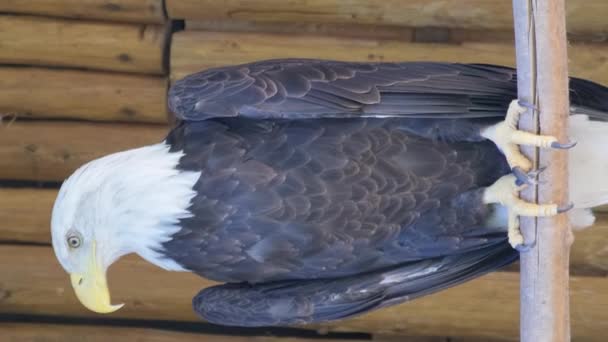 秃头鹰是一种生活在北美的鹰族食肉鸟 垂直录像 — 图库视频影像